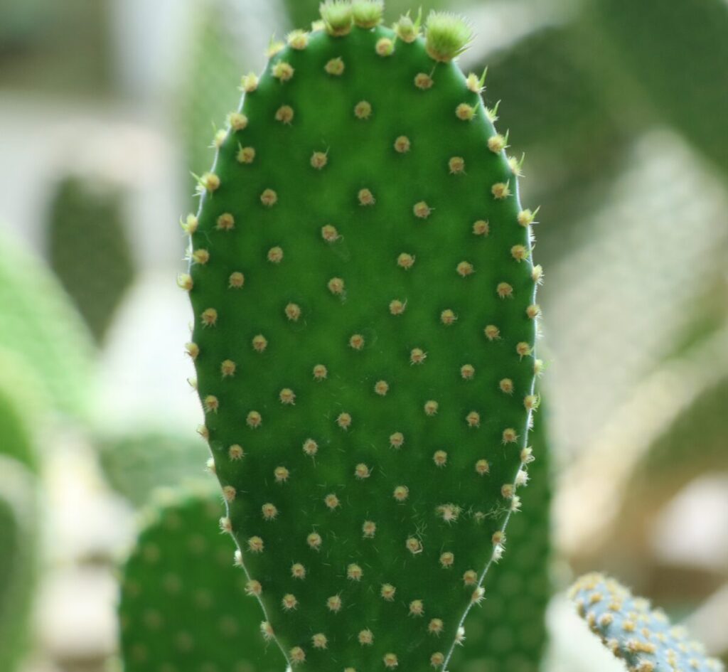 Places to Visit in Sailana