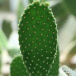 Places to Visit in Sailana