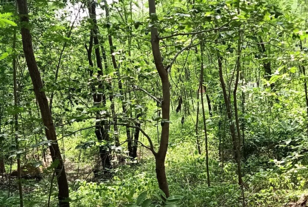 Best Places to Visit in Balrampur 
