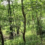 Best Places to Visit in Balrampur