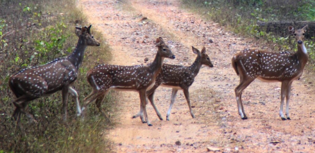 Best Places to Visit in Mungeli Chhattisgarh